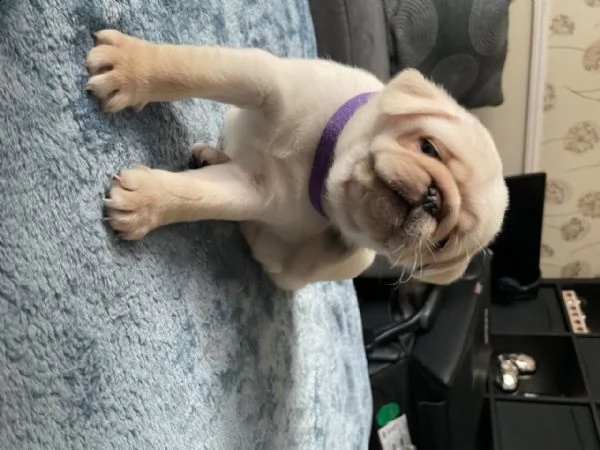 cuccioletto di maltese mini toy | Foto 4