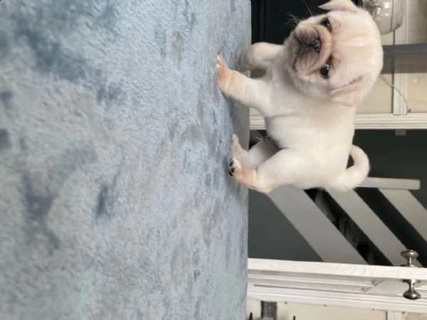 cuccioletto di maltese mini toy | Foto 2