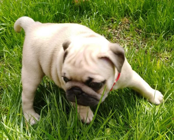 cuccioletto di maltese mini toy | Foto 1