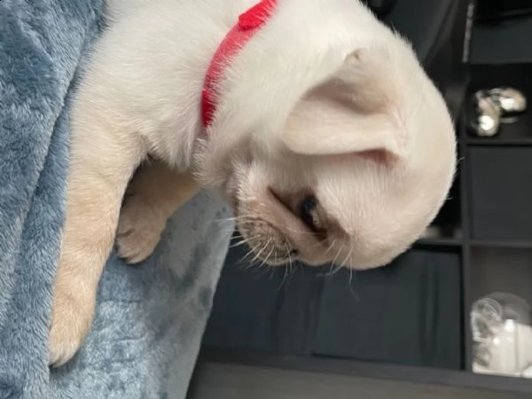 cuccioletto di maltese mini toy | Foto 0