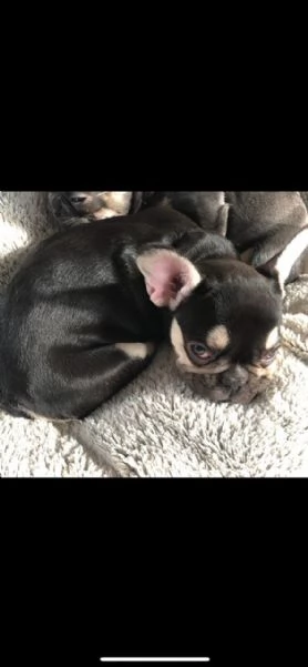bouledogue francese cuccioli stupendi | Foto 3
