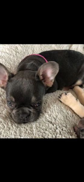 bouledogue francese cuccioli stupendi | Foto 2