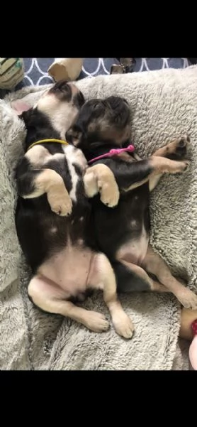 bouledogue francese cuccioli stupendi | Foto 1