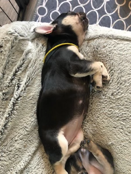 bouledogue francese cuccioli stupendi