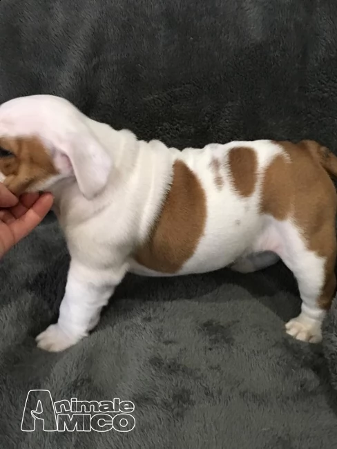 vendita cucciolo di bulldog da allevamento