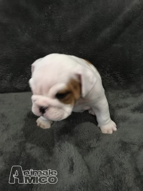 vendita cucciolo di bulldog da allevamento | Foto 1