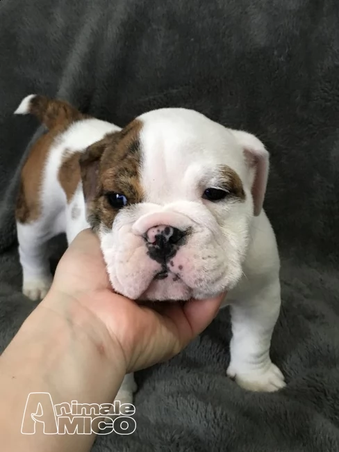 vendita cucciolo di bulldog da allevamento | Foto 0