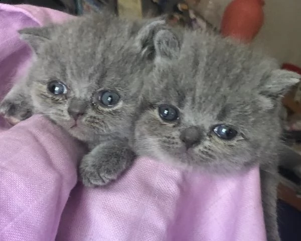 british shorthair cuccioli