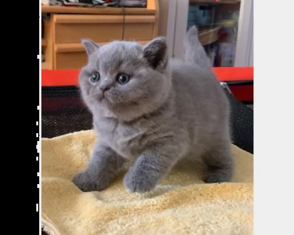 british shorthair cuccioli | Foto 2