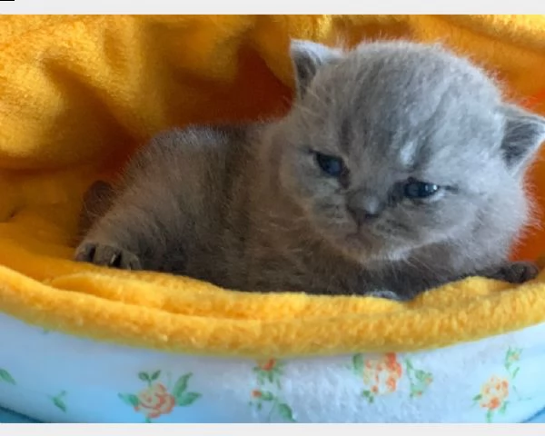 british shorthair cuccioli | Foto 1