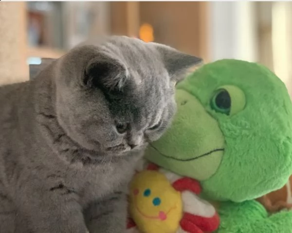 british shorthair cuccioli | Foto 0