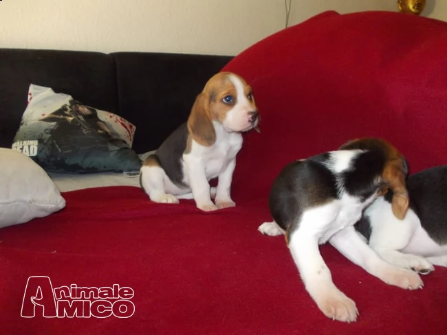 splendidi cuccioli di beagle!!!
