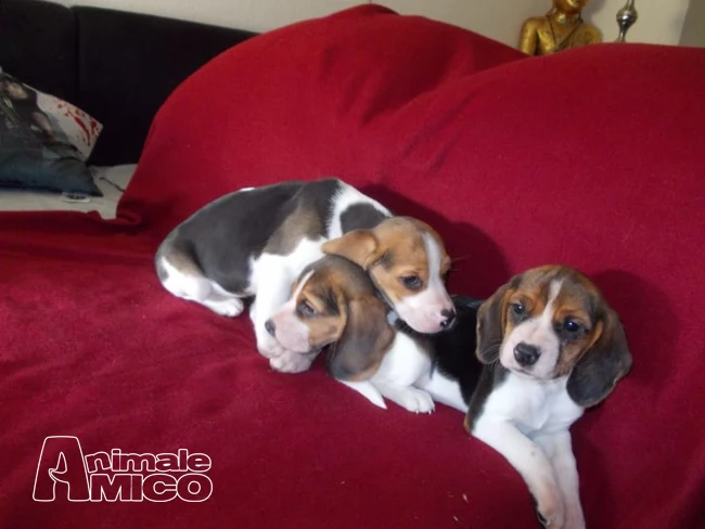  splendidi cuccioli di beagle!!! | Foto 0