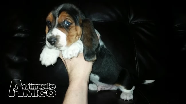 belle basset hound cuccioli
