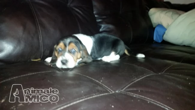 belle basset hound cuccioli | Foto 1