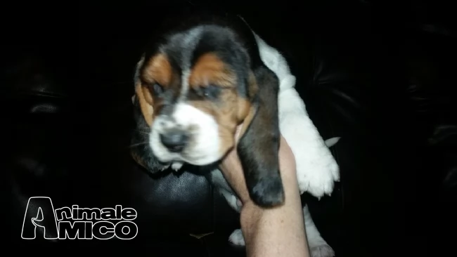 belle basset hound cuccioli | Foto 0