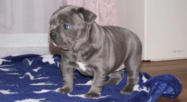 bouledogue francesi di alta genealogia | Foto 3