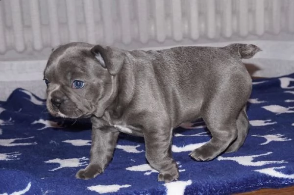bouledogue francesi di alta genealogia | Foto 2