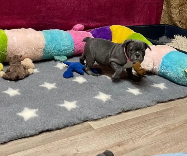 bouledogue francesi di alta genealogia | Foto 1