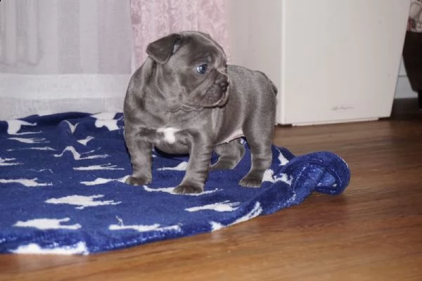bouledogue francesi di alta genealogia