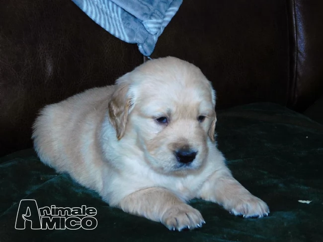 vendita cuccioli di labrador da allevamento | Foto 1