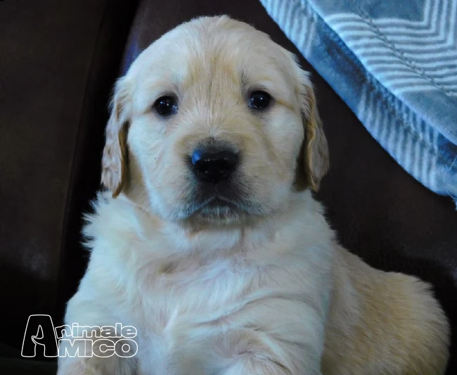vendita cuccioli di labrador da allevamento | Foto 0