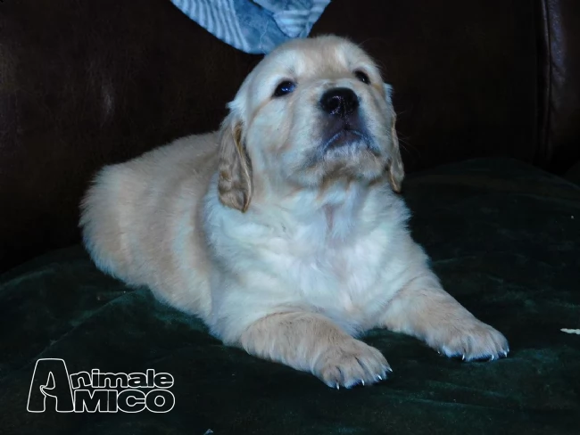 vendita cuccioli di labrador da allevamento