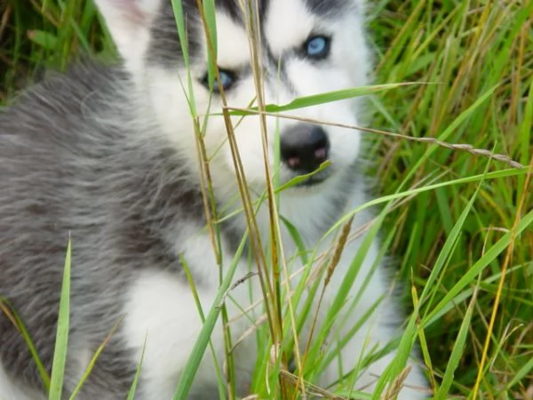  husky siberian occhi blu