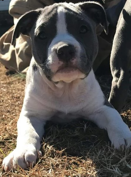 cuccioli pitbull alta genealogia | Foto 0