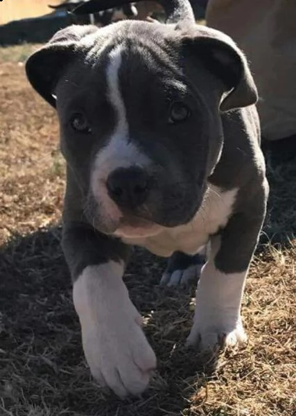 cuccioli pitbull alta genealogia
