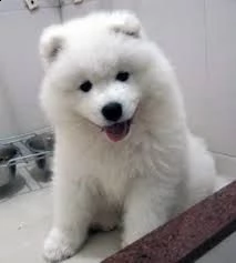 cuccioli samoiedo | Foto 0