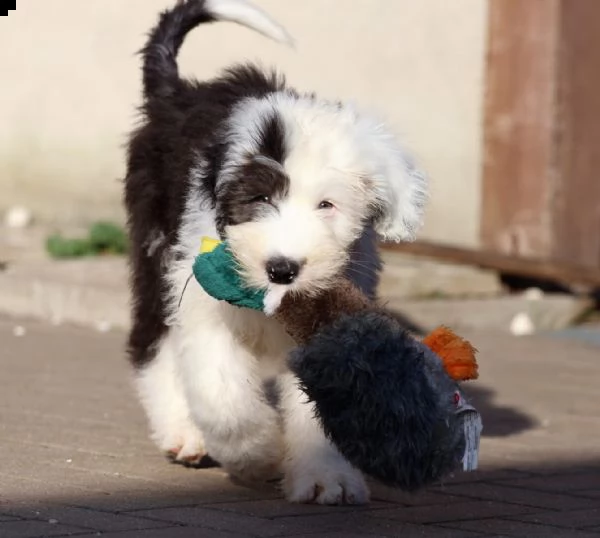 stupendi maschi e meravigliose femmine di cuccioli bobtail | Foto 0