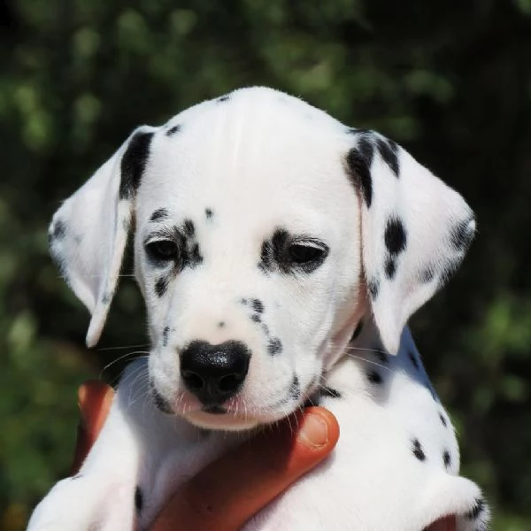 cuccioli dalmata con pedigree | Foto 0