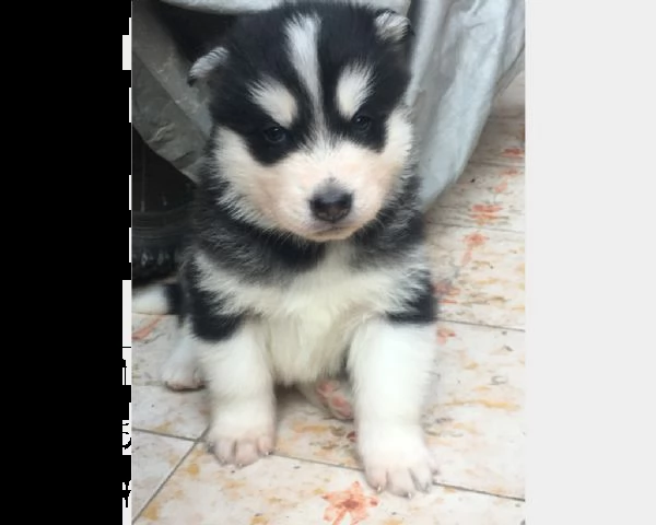 splendidi cuccioli di husky | Foto 0