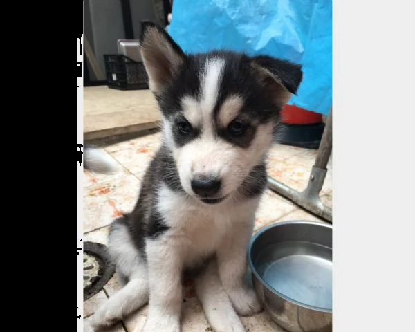 splendidi cuccioli di husky