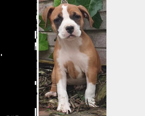  cuccioli di pit bull ukc..alta genealogia  | Foto 0