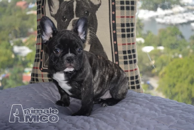 cuccioli bulldog/bouledogue francese con pedigree | Foto 2