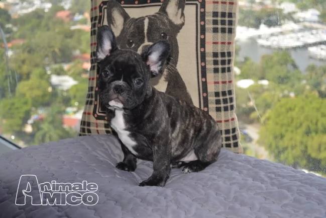 cuccioli bulldog/bouledogue francese con pedigree | Foto 1