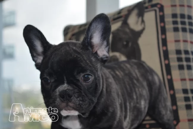 cuccioli bulldog/bouledogue francese con pedigree | Foto 0