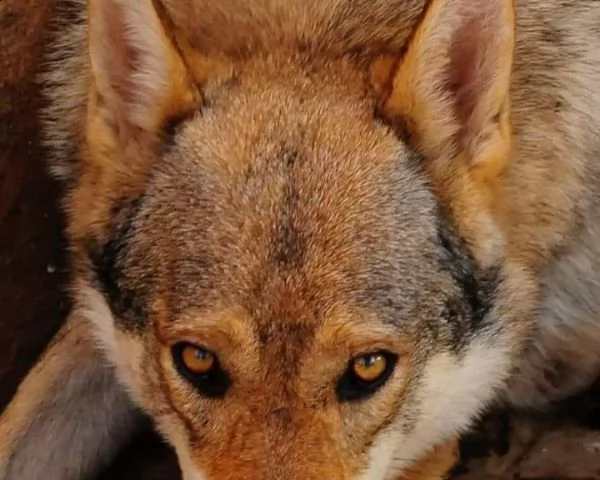 cucciolo di lupo cecoslovacco maschio e femmina | Foto 2