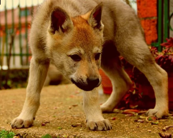 cucciolo di lupo cecoslovacco maschio e femmina