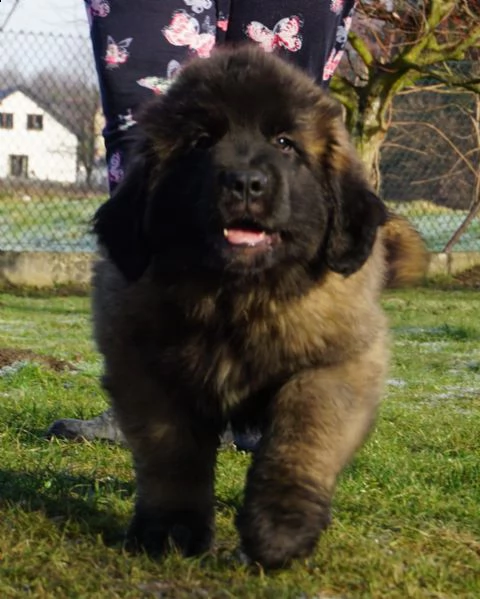 cucciolo di leonberger maschio e femmina | Foto 1