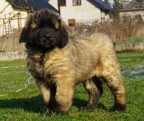 cucciolo di leonberger maschio e femmina