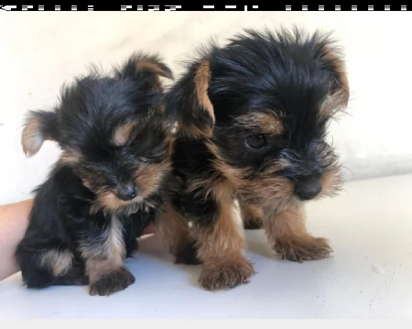cucciolo di yorkshire toy maschio e femmina | Foto 0
