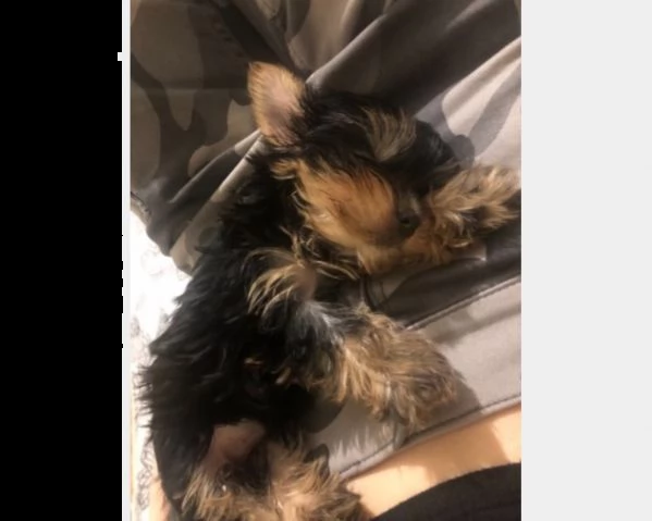 cucciolo di yorkshire toy maschio e femmina