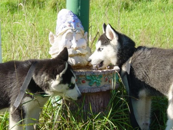  husky siberian occhi blu | Foto 1