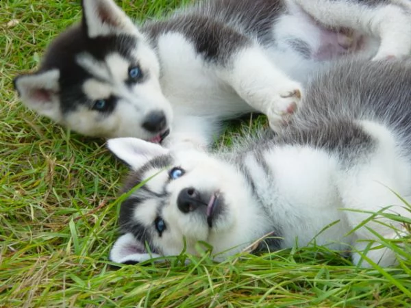  husky siberian occhi blu | Foto 0