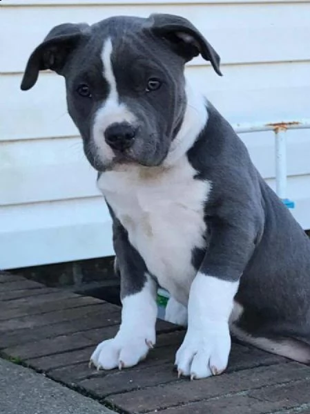 cuccioli pitbull alta genealogia | Foto 0