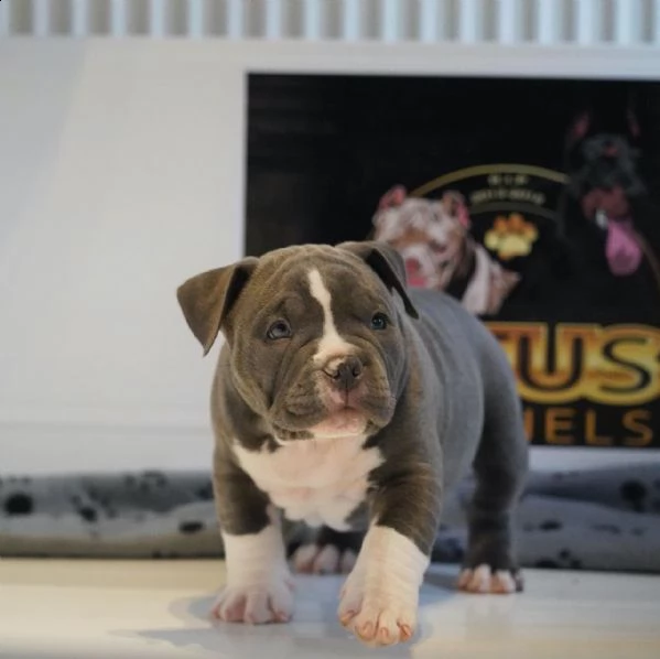 cuccioli di american pitbull terrier | Foto 1