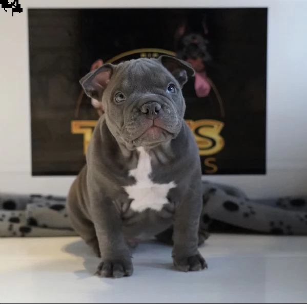 cuccioli di american pitbull terrier | Foto 0